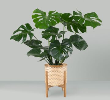exotic plant
