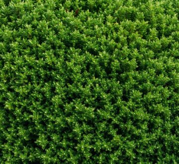bush